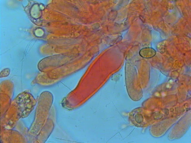 Inocybe 1 (cfr. Inocybe posterula)